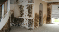 Mold Removal Boynton Beach, Fl